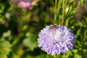 A bee sits on a purple aster in the garden