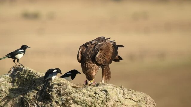Aguila real comiendo junto a urracas