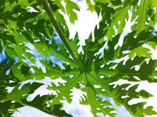 Fototapeta na wymiar Papaya leaf on blue sky background