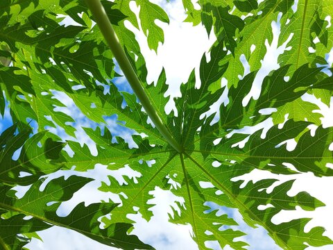 Papaya leaf on blue sky background