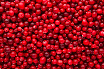 Fresh red cranberries. Berry background. Closeup. Top down view.