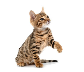 bengal kitten in studio © cynoclub