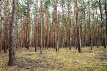 Pine forest in autumn, with rather hilly terrain