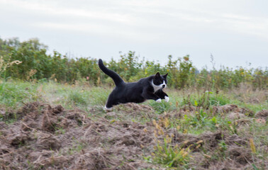 Black and white cat running through a field, caught giving a leap