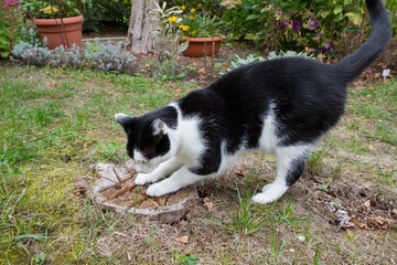Naklejka na ściany i meble Black and white cat scratching an old tree stump in a garden