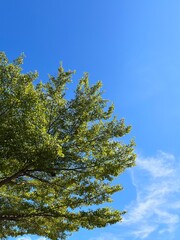 Fototapeta premium tall tree against sky