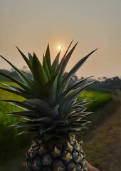 Fototapeta premium pinapple