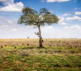 Picturesque african landscape with baboonss, umbrella thorn acacias and mountains in the Serengeti, Tanzania