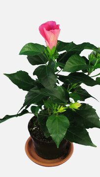 Time lapse of opening pink China rose (or Hibiscus rosa-sinensis, Chinese hibiscus, Hawaiian hibiscus, rose mallow, shoeblack plant) isolated on white background, vertical orientation