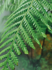 Green fern tree growing in summer. Fern with green leaves on natural background. Natural floral fern background . Summer green texture hundreds of ferns.	