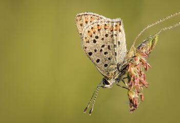 Fototapeta na wymiar Motyl z kropelkami