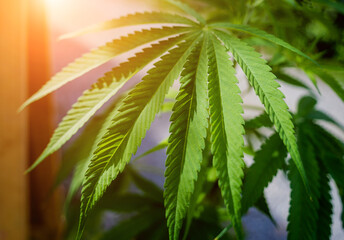 Cannabis plant leaves on dark color background