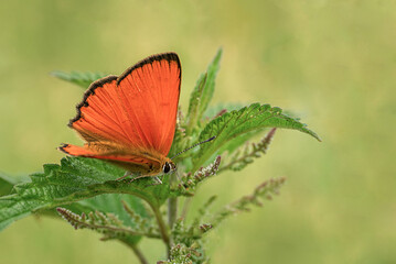 Pomarańczowy motyl 