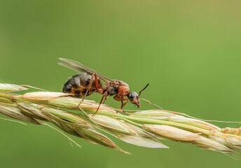 Mrówka ze skrzydłami na trawie  - obrazy, fototapety, plakaty