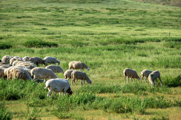 Sheep are grazing in the meadow