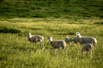 Obraz na płótnie Canvas Sheep are grazing in the meadow
