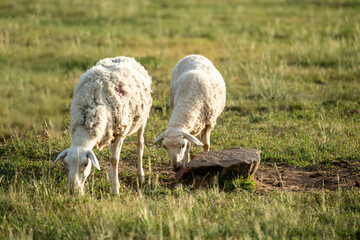 Naklejka na ściany i meble Sheep are grazing in the meadow