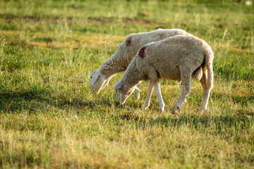 Fototapeta na wymiar Sheep are grazing in the meadow