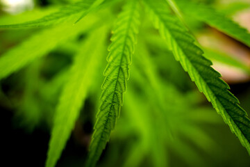 Cannabis plant leaves on dark color background