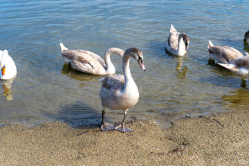 White swans are swimming on the lake