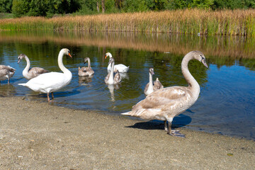 White swans are swimming on the lake