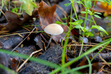 Mushroom in a natural background . High quality photo