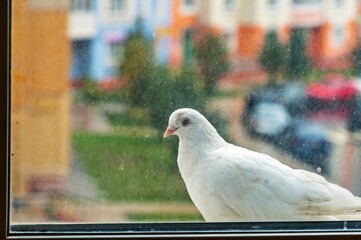 A white pigeon outside the window on the street
