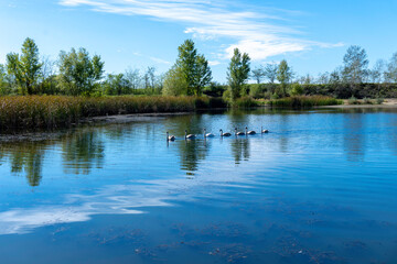 Fototapeta na wymiar White swans are swimming on the lake