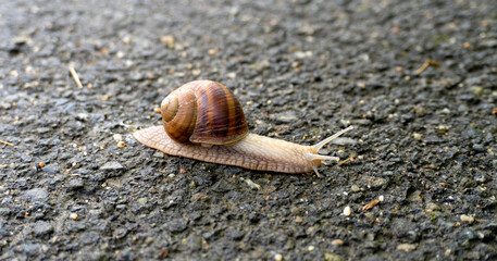 Beautiful Snail on the road
