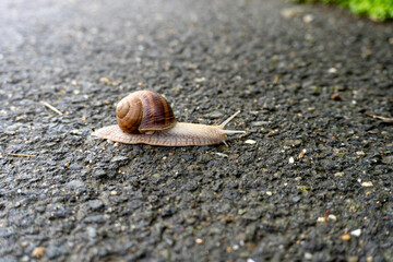 Beautiful Snail on the road