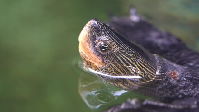 Close up details shot of an aquatic Chinese stripe necked turtle, mauremys sinensis swimming in the water with head above the surface and wondering around it surrounding at daytime.