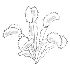 Venus flytrap plant graphic black white isolated sketch illustration vector  - obrazy, fototapety, plakaty