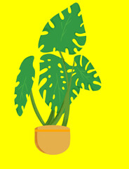 Eco friendly Low light plant in a pot for indoor garden