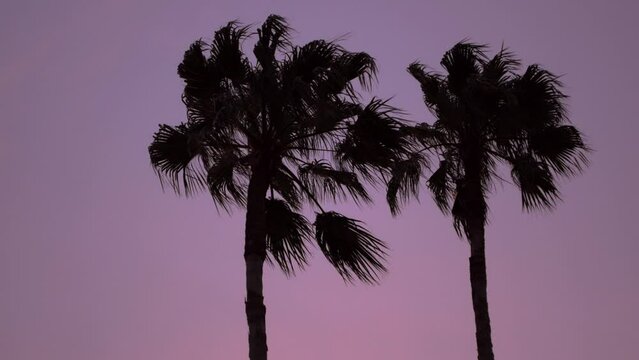 Silhouette palm tree against purple sunset with miami vibes 1