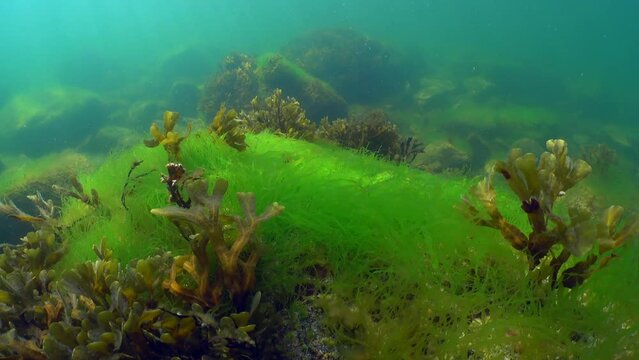 Underwater rock covered with rockweed and green algae in Baltic Sea, Estonia.