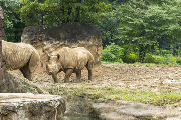 動物園のヒガシクロサイ　-Eastern black rhinoceros-