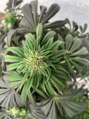 Looking down on a large Cannabis plant