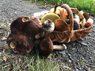 Successful mushroom hunt 