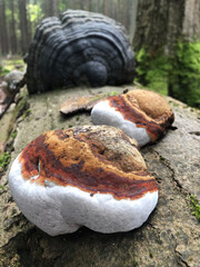 Giant conk and shelf mushrooms growing on a fallen tree - obrazy, fototapety, plakaty