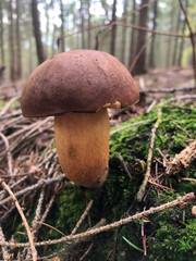 Super tasty gourmet edible mushroom