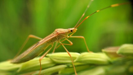 grasshopper on a leaf