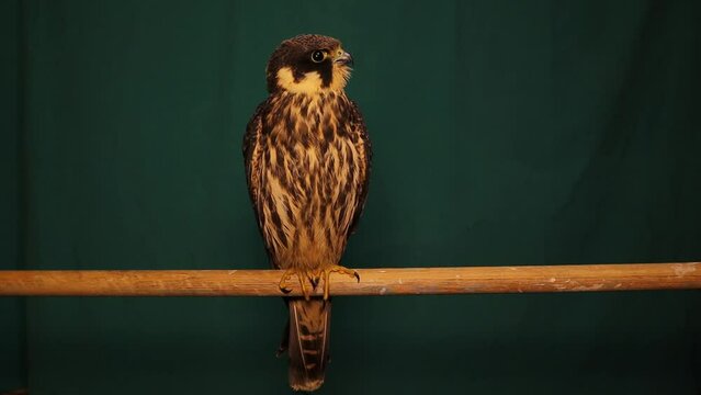Falcon isolated on green background.
Eurasian hobby (subgenus Hypotriorchis) standing on a wooden stick.
Saker, saqr.
Falcon, falco, hawk 
Falconry, keeping falcons and racing them in the middle east