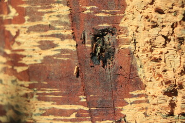 Texture of tree trunk for background