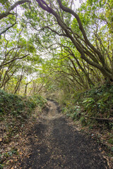 伊豆大島トレイル