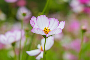 Fototapeta premium コスモス