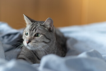 見つめる猫　サバトラ猫