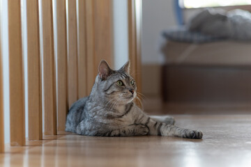 くつろぐ猫　サバトラ猫