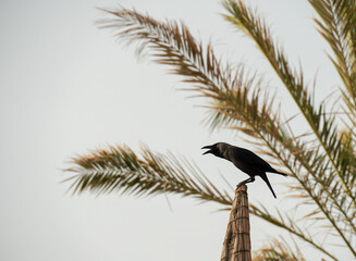 a black crow bird sits with its beak open and screams. On the beach near palm trees. High quality photo