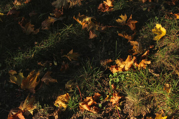 autumn leaves in the forest