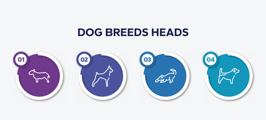 infographic element template with dog breeds heads outline icons such as bullterrier, boxer, dogs playing, jack russel terrier vector.